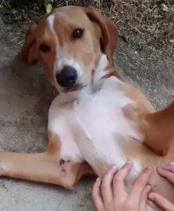 Cachorro ra a beagle idade 2 a 6 meses nome mel