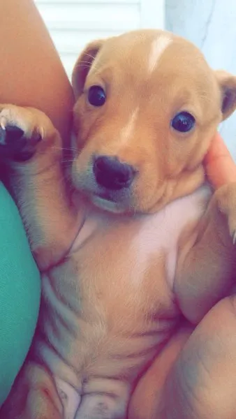 Cachorro raça Basset  idade Abaixo de 2 meses nome Flora e Lua 