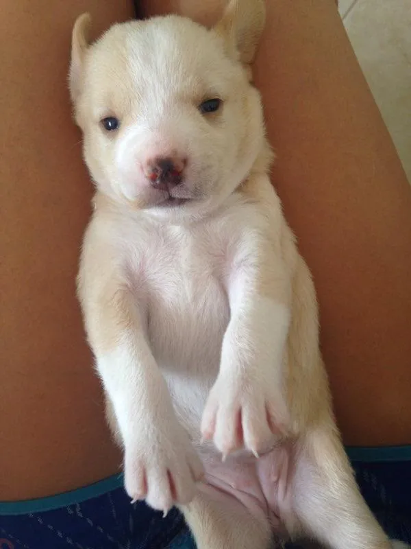 Cachorro raça Basset  idade Abaixo de 2 meses nome Flora e Lua 
