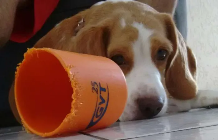 Cachorro ra a beagle idade 2 anos nome Surf