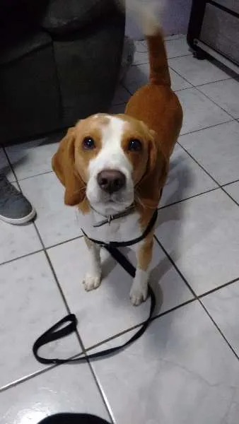 Cachorro ra a beagle idade 2 anos nome Surf
