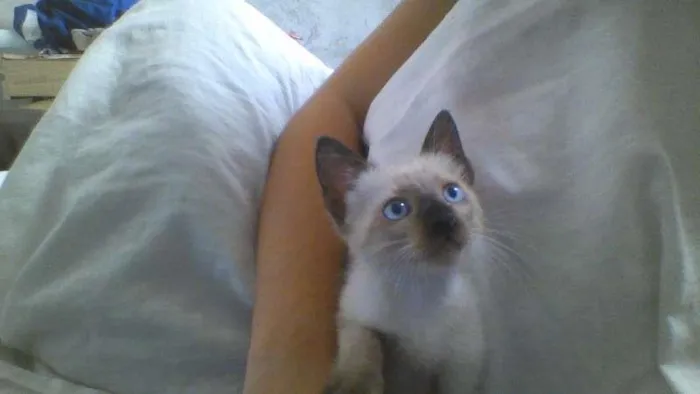 Gato ra a Siamês idade 2 a 6 meses nome Atenas