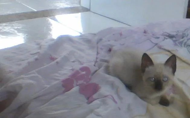 Gato ra a Siamês idade 2 a 6 meses nome Pandora