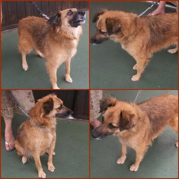 Cachorro raça SRD idade 2 anos nome ÁGATA