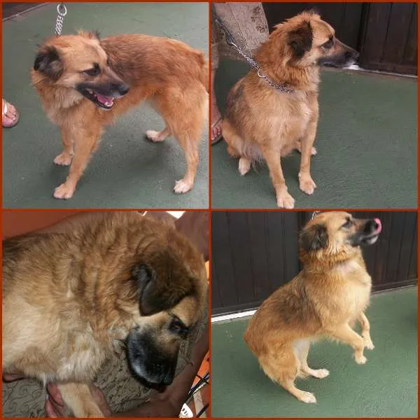 Cachorro raça SRD idade 2 anos nome ÁGATA