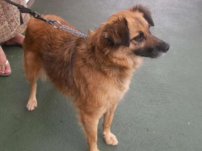 Cachorro raça SRD idade 2 anos nome ÁGATA