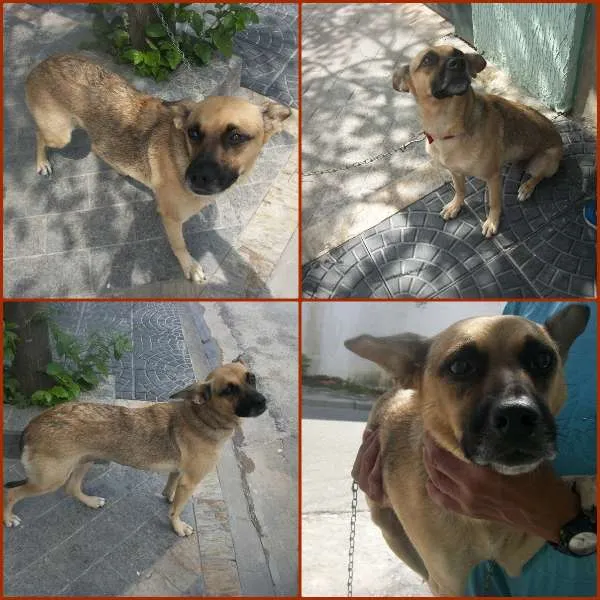 Cachorro raça SRS idade 1 ano nome JULINHA