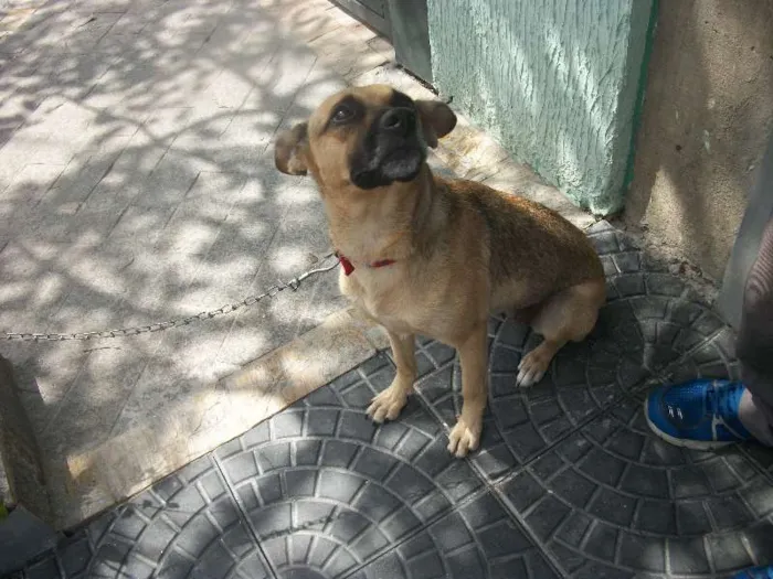 Cachorro raça SRS idade 1 ano nome JULINHA