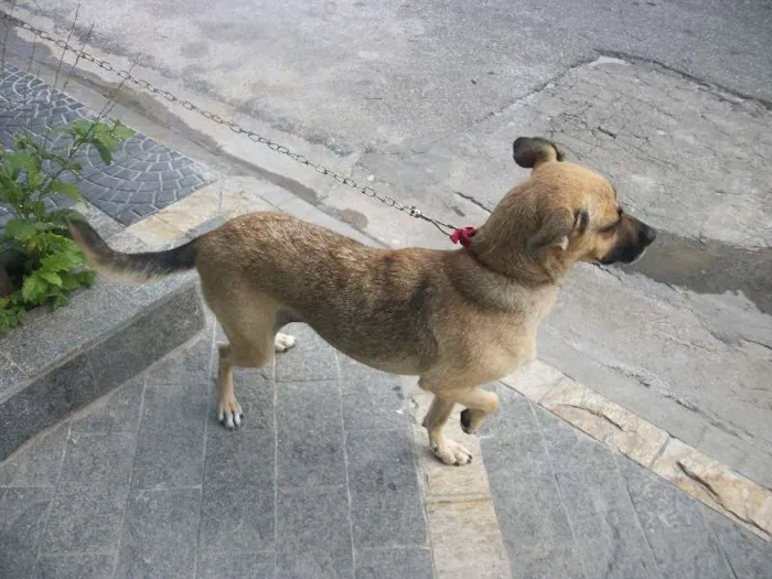 Cachorro raça SRS idade 1 ano nome JULINHA
