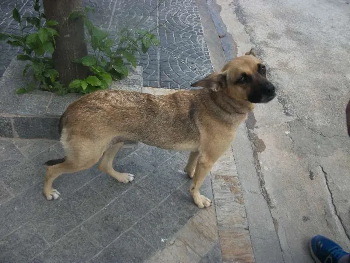 Cachorro raça SRS idade 1 ano nome JULINHA