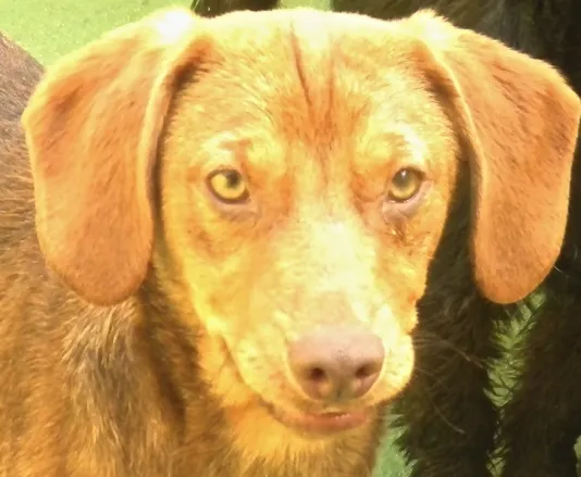Cachorro ra a  idade 2 anos nome CACAU PEQUENO