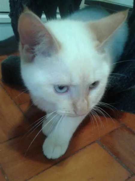 Gato ra a RED POINT idade 2 a 6 meses nome EMILIA