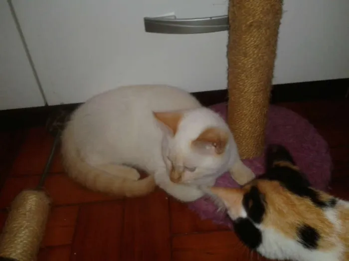 Gato ra a RED POINT idade 2 a 6 meses nome EMILIA