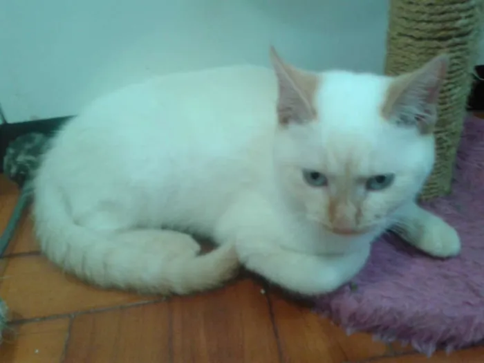Gato ra a RED POINT idade 2 a 6 meses nome EMILIA
