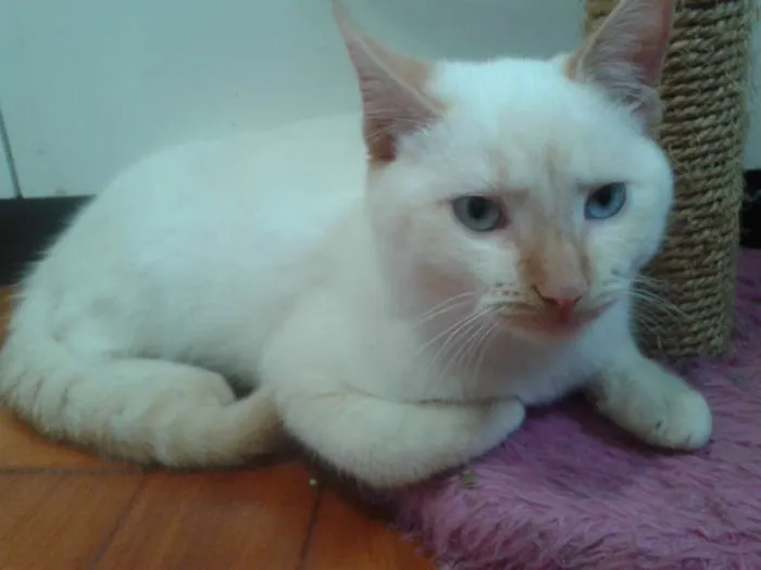 Gato ra a RED POINT idade 2 a 6 meses nome EMILIA