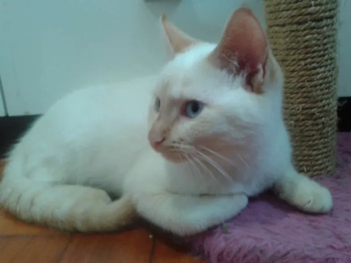 Gato ra a RED POINT idade 2 a 6 meses nome EMILIA