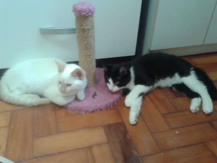Gato ra a RED POINT idade 2 a 6 meses nome EMILIA