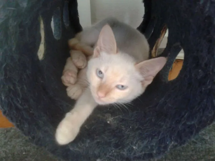 Gato ra a RED POINT idade 2 a 6 meses nome EMILIA