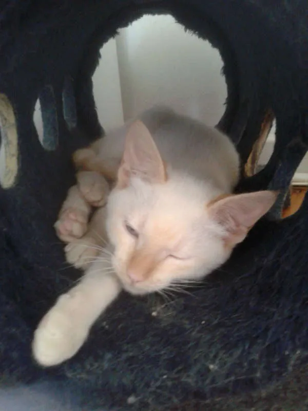 Gato ra a RED POINT idade 2 a 6 meses nome EMILIA