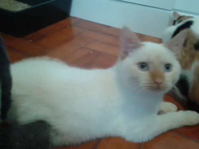 Gato ra a RED POINT idade 2 a 6 meses nome EMILIA