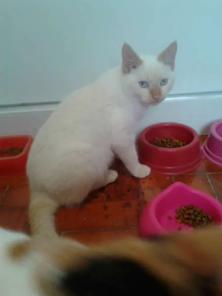 Gato ra a RED POINT idade 2 a 6 meses nome EMILIA