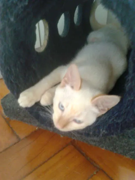 Gato ra a RED POINT idade 2 a 6 meses nome EMILIA