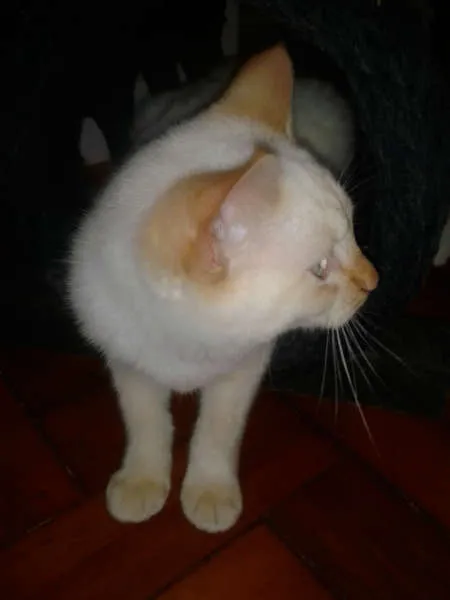 Gato ra a RED POINT idade 2 a 6 meses nome EMILIA