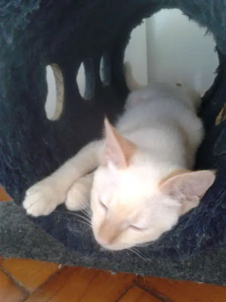 Gato ra a RED POINT idade 2 a 6 meses nome EMILIA