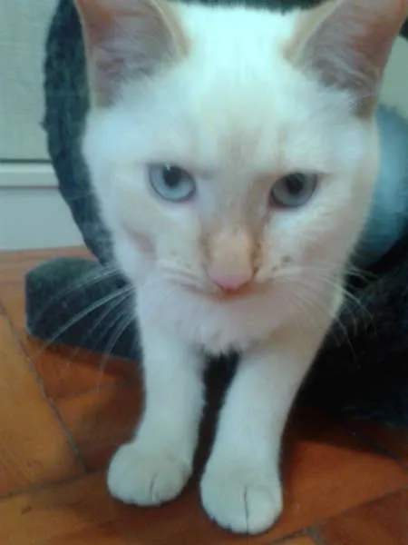 Gato ra a RED POINT idade 2 a 6 meses nome EMILIA