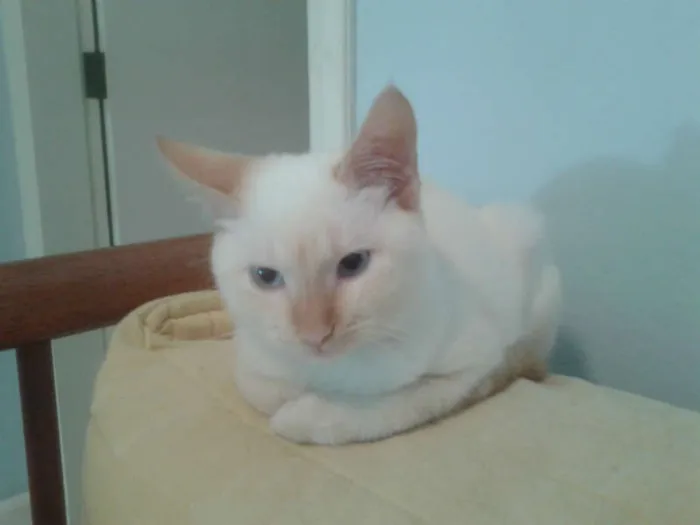 Gato ra a RED POINT idade 2 a 6 meses nome EMILIA