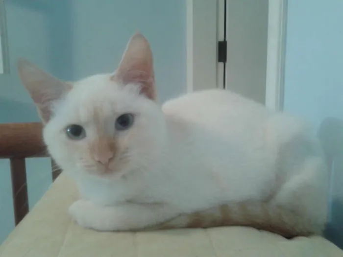 Gato ra a RED POINT idade 2 a 6 meses nome EMILIA