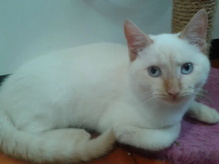 Gato ra a RED POINT idade 2 a 6 meses nome EMILIA