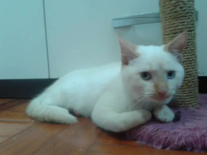 Gato ra a RED POINT idade 2 a 6 meses nome EMILIA
