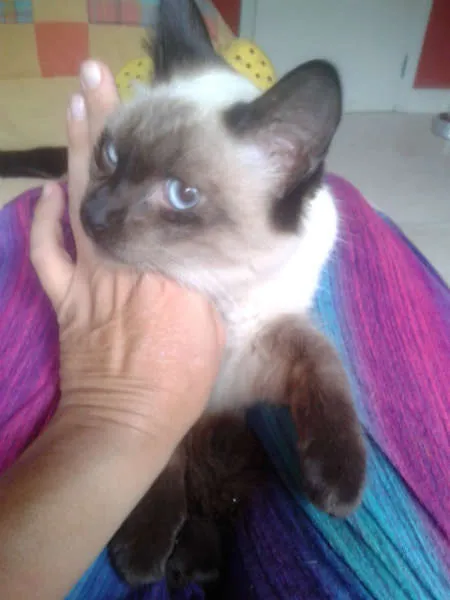 Gato ra a Siamês idade 2 a 6 meses nome ELVIS