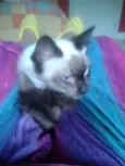 ELVIS
