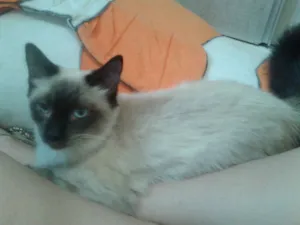 Gato raça Siamês idade 2 a 6 meses nome ELVIS