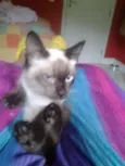 ELVIS