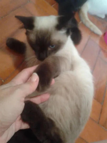 Gato ra a Siamês idade 2 a 6 meses nome ELVIS