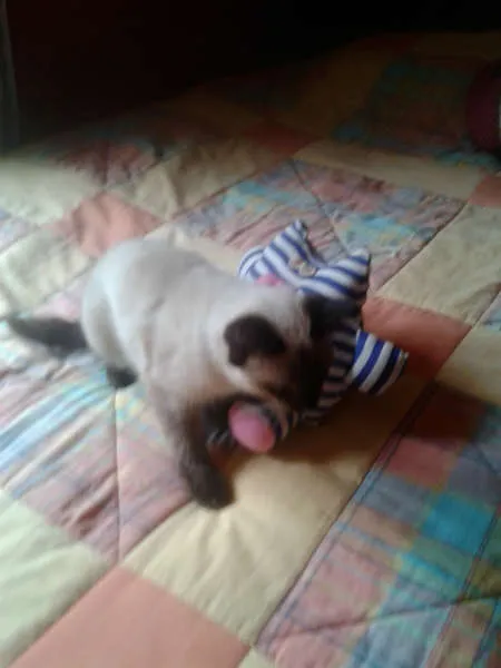 Gato ra a Siamês idade 2 a 6 meses nome ELVIS