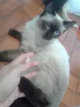 ELVIS