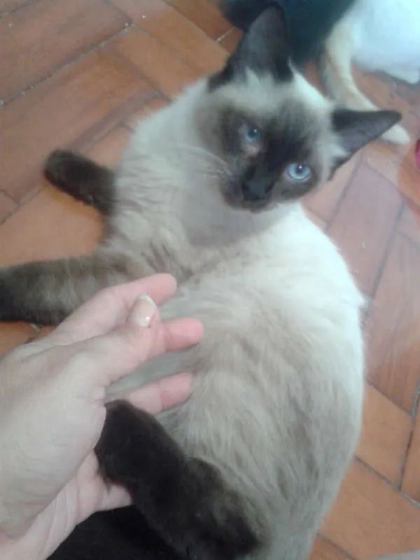 Gato ra a Siamês idade 2 a 6 meses nome ELVIS