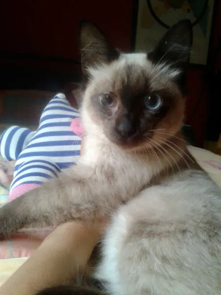 Gato ra a Siamês idade 2 a 6 meses nome ELVIS