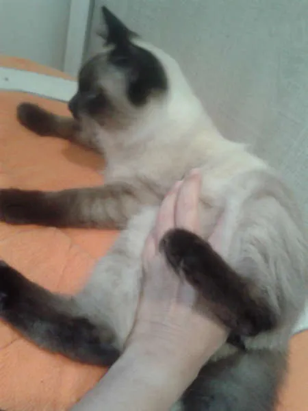 Gato ra a Siamês idade 2 a 6 meses nome ELVIS