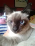 ELVIS