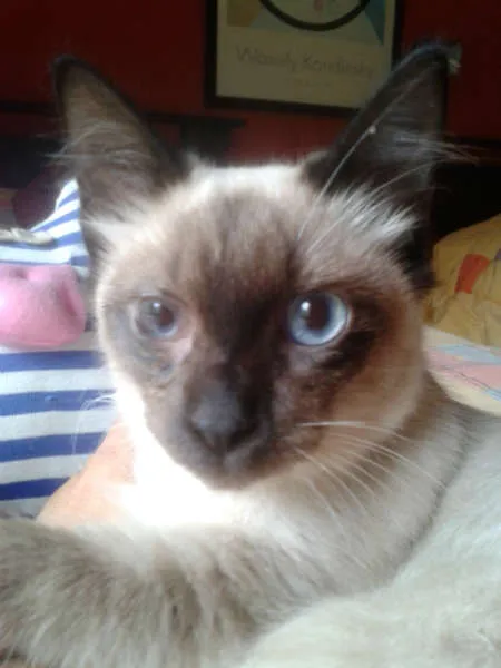 Gato ra a Siamês idade 2 a 6 meses nome ELVIS