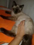 ELVIS