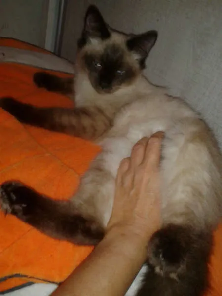 Gato ra a Siamês idade 2 a 6 meses nome ELVIS