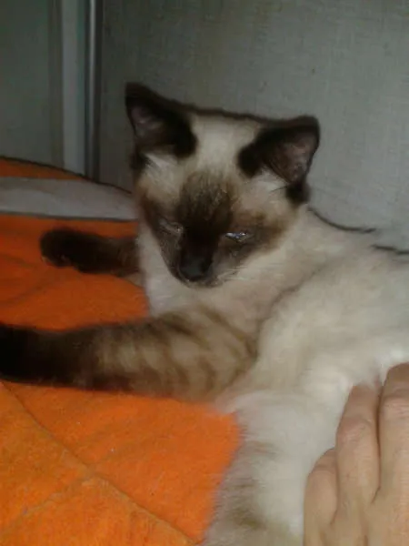 Gato ra a Siamês idade 2 a 6 meses nome ELVIS