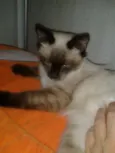 ELVIS