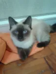 ELVIS